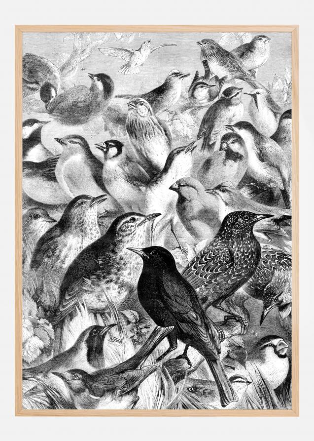 Bildverkstad Birds Poster