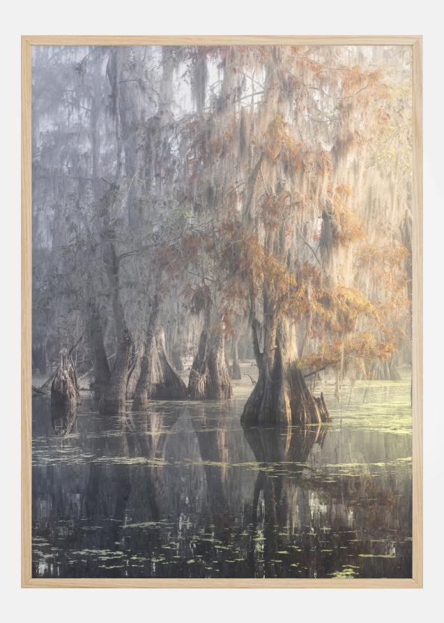 Bildverkstad Louisiana Swamp Poster