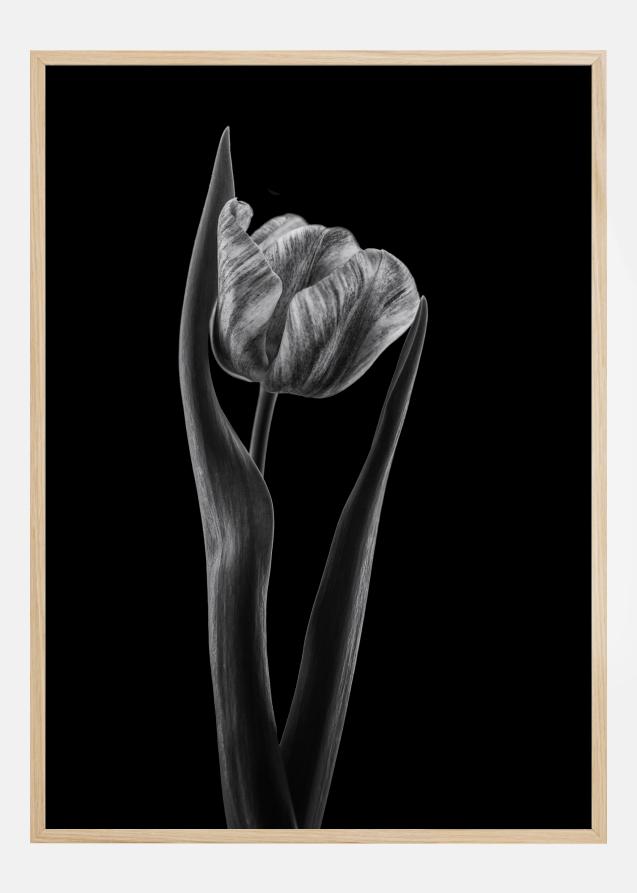 Bildverkstad Rembrandt Tulip Poster