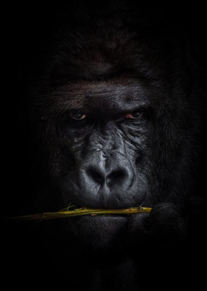 Bildverkstad Mysterious gorilla