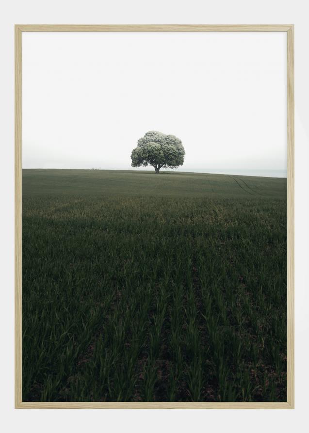 Bildverkstad The lonely oak tree Poster
