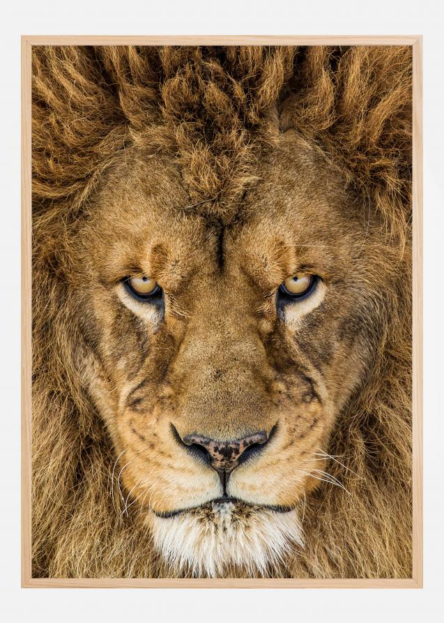 Bildverkstad Serious Lion Poster
