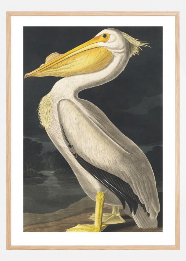 Bildverkstad American White Pelican Poster