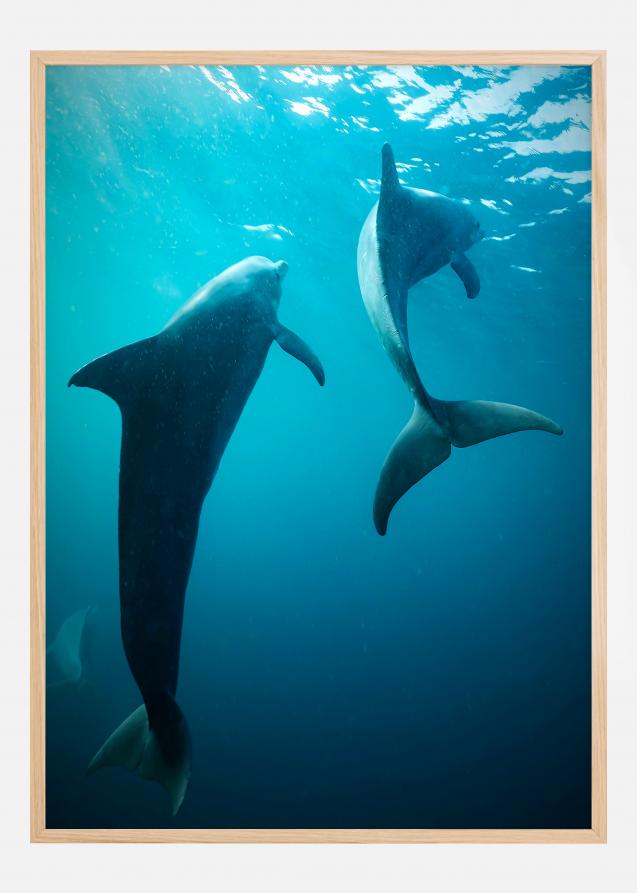 Bildverkstad Shapes of Dolphins Poster