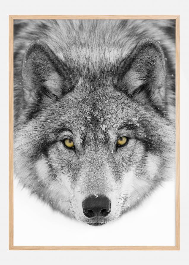 Bildverkstad Yellow eyes Timber Wolf Poster