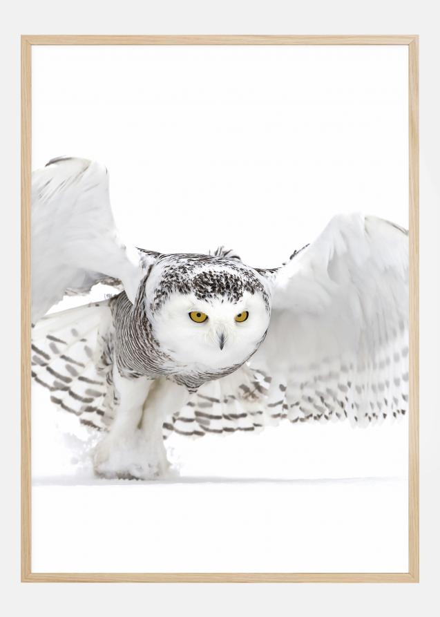 Bildverkstad Snowy Owl Jazz Wings Poster