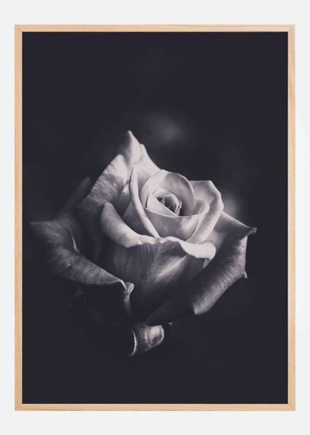 Bildverkstad Grey rose Poster