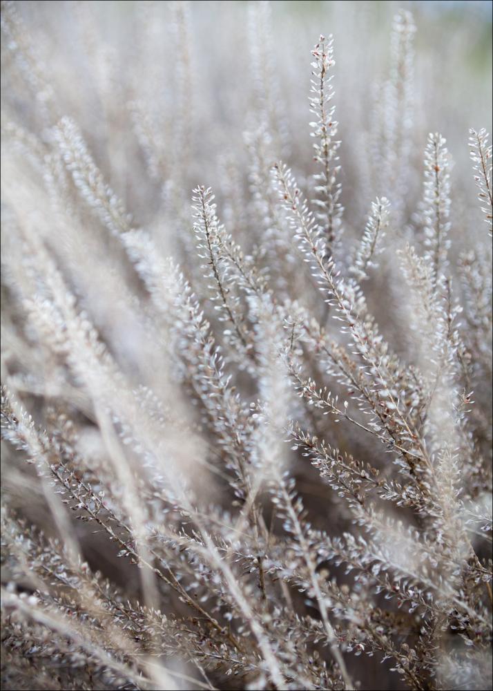 Bildverkstad Frosty Grass
