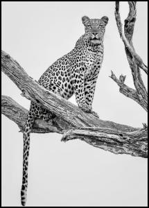 Bildverkstad Leopard Portrait Poster