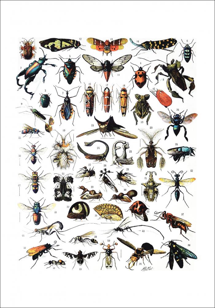 Bildverkstad Schule Insekten I Poster