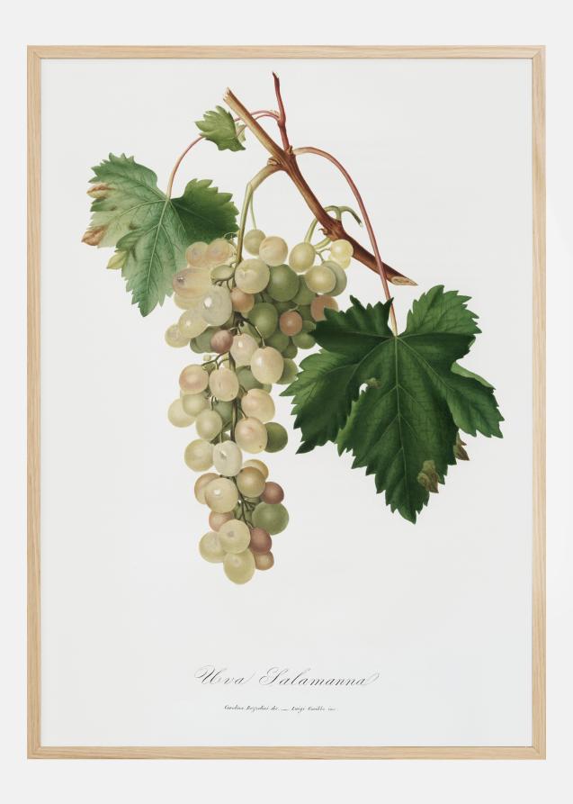 Bildverkstad Grapes I Poster