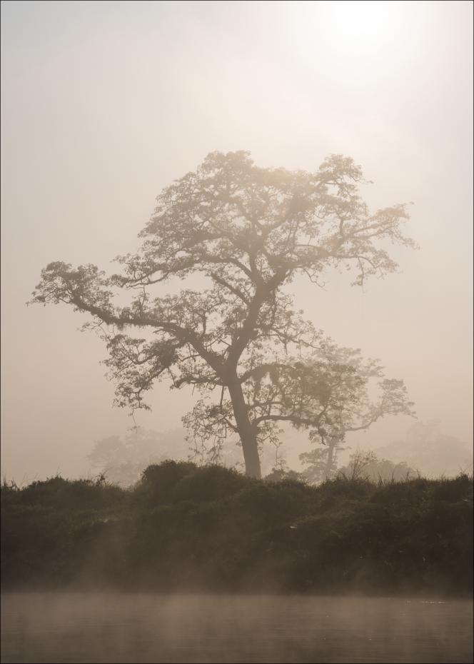 Bildverkstad Misty Tree