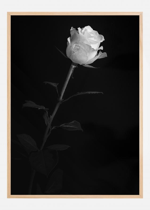 Bildverkstad White rose Poster