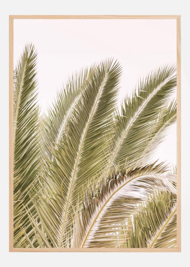 Bildverkstad Oasis Palm 01 Oa 01 Poster