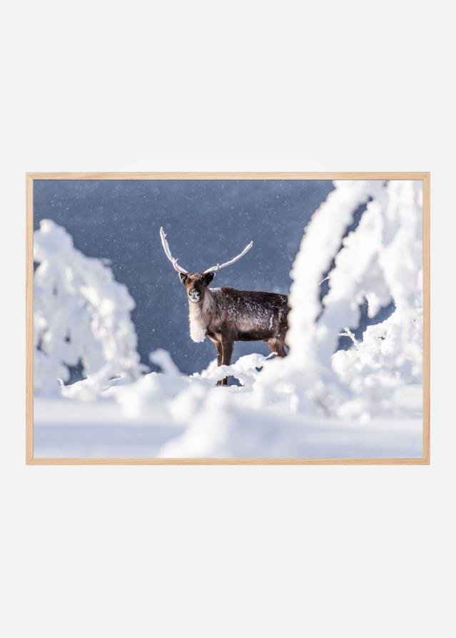 Bildverkstad Reindeer in the frostlight Poster