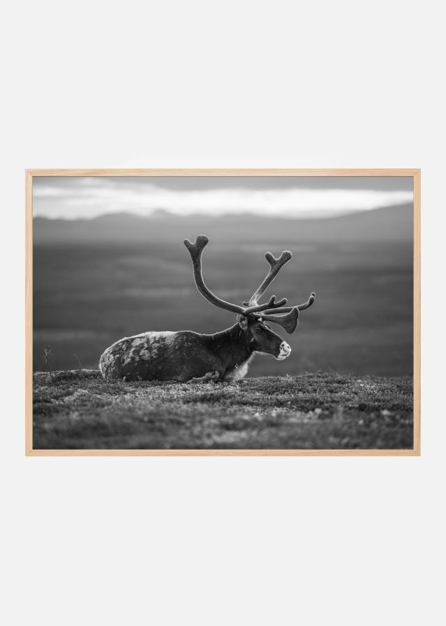 Bildverkstad Resting reindeer Poster