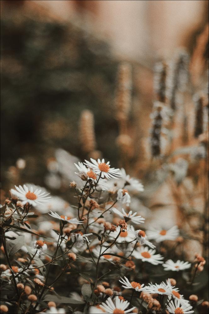 Bildverkstad Daisy Poster