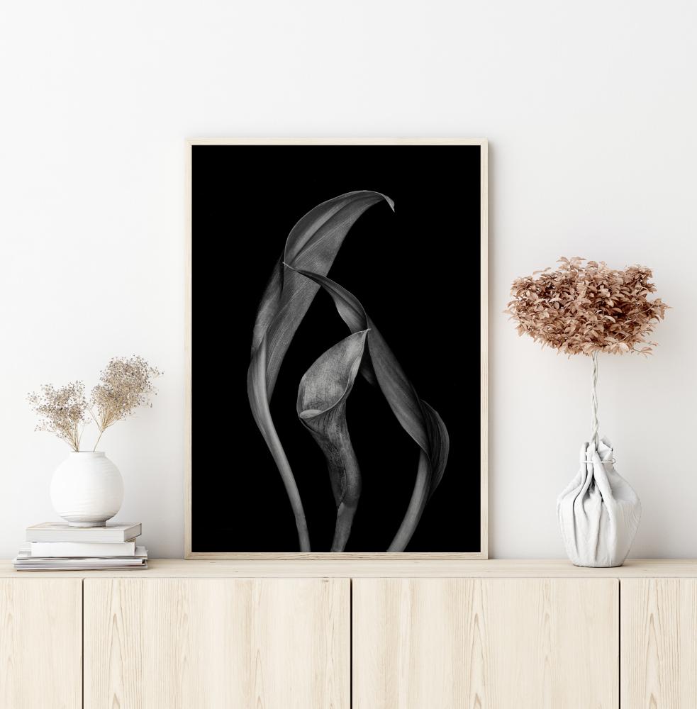 Bildverkstad Dancing Calla Lillies Poster